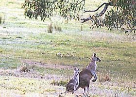 Kangaroo Ridge Retreat - Nambucca Heads Accommodation