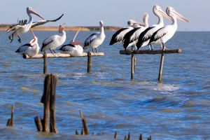 Pelican Perch Retreat - Nambucca Heads Accommodation