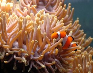Reef HQ Great Barrier Reef Aquarium - Nambucca Heads Accommodation