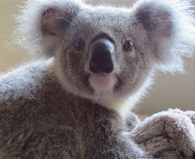 Koala Care Centre in Lismore - Nambucca Heads Accommodation
