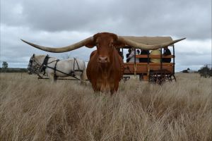 Texas Longhorn Tours - Nambucca Heads Accommodation